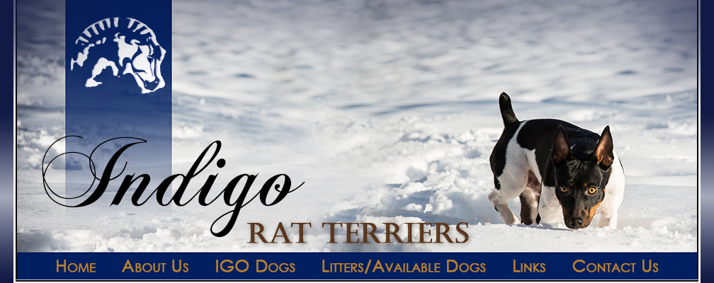 Indigo Rat Terriers - Banner